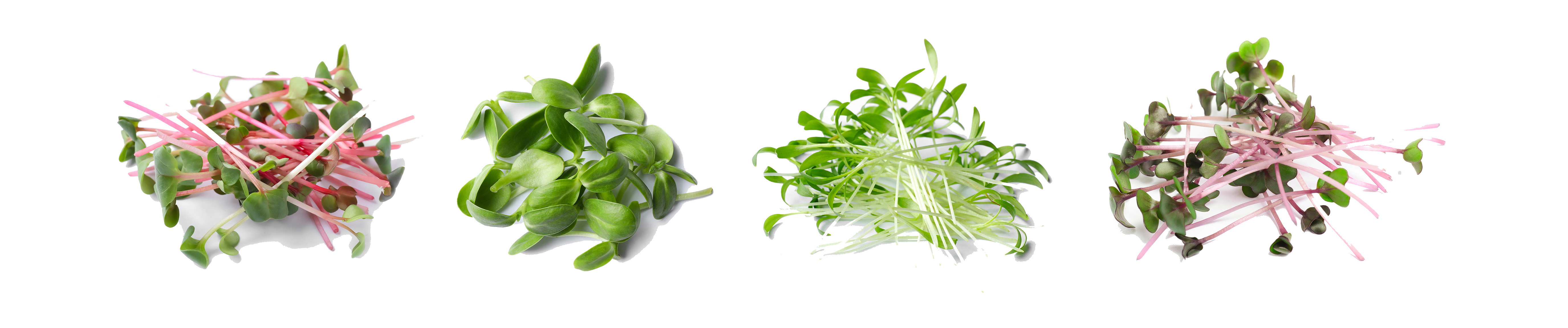 Microgreens